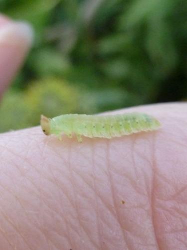 Platycampus luridiventris